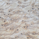 A detailed view of the fossilized fish.